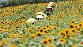 [주말 갈만한곳] 서울, 인천, 공주, 통영, 함안... 이번 주말 개최 축제는?