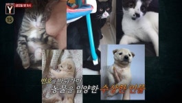 [궁금한이야기Y] 남아프리카공화국 마이클의 갑질 혹은 인종차별, 유기 동물 입양자 조 씨가 숨기는 것은?