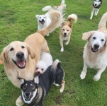 반려동물 보호소 아이조아, 경기 하남점 오픈