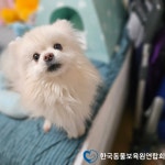 동물보육원, 강아지·고양이 무료분양 캠페인 전개 