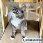 한국동물보육원연합회, 파양 강아지·고양이 보호 및 입양 지원 확대