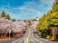 이랜드파크 켄싱턴호텔앤리조트, 봄꽃 여행 테마 패키지 출시