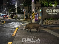 [속보] 해운대 우동 아파트 인근 멧돼지 출몰… 주민 외출 자제 당부
