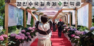 전남 강진 수국길 축제 개막…보은산 수국길 관광객 북적