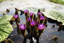 창녕 우포늪 생태체험장으로 꽃구경 오세요