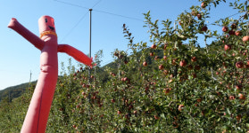 거창 사과농장에 춤추는 허수아비