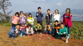 삼천포초 신수도분교 고구마 캐기 체험활동