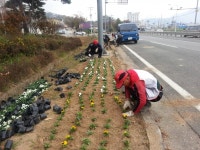 밀양 상남면 사계절 아름다운 꽃길 조성