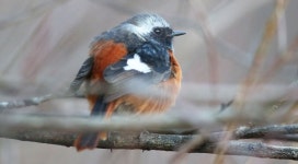 봄은 언제 오려나