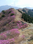 진해 벚꽃에 봄 이어받은 시루봉 진달래