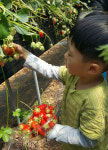 합천 율곡면 딸기농장 견학·딸기따기체험