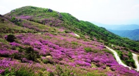 산청 황매산 5월 진분홍 산상화원으로 빛났다