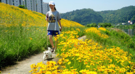 진주남강변 금빛 물결 샛노란 금계국 만발