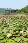 고성 상리 연꽃공원 초여름의 싱그러움 만나다