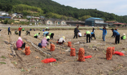 창녕서 농번기 농촌일손돕기 구슬땀