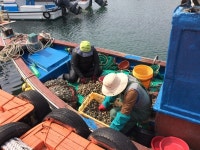 통영 청해회 미수동에 조개 130㎏ 기탁