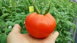 [경남농업마이스터를 찾아서]⑩토마토마이스터 사천시 용현면 봄춘농장 강동춘