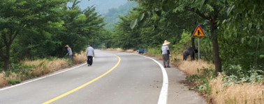 합천 적중면 도로변 가로수 환경정비