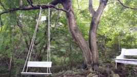 함양 변강쇠·옹녀 스토리 품은 연리지 군락 화제