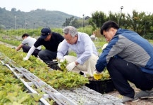 하동군 간부공무원 딸기모종 이식 지원