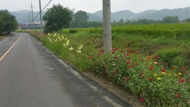 진주 이반성면 용암마을 아름다운 꽃길 단장