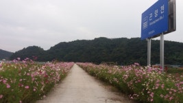 아름다운 코스모스와 함께 걸어요!