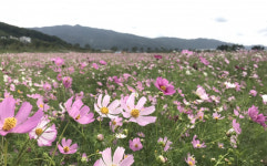 양산 농업기술센터 코스모스 관광객 맞이