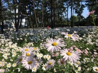 밀양 삼문송림 8만여송이 구절초 활짝