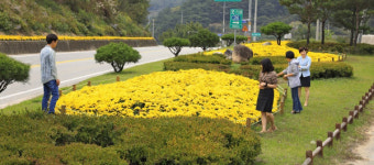 합천 묘산면 가을 국화향 물씬