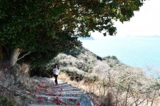 거제시 동백꽃길로 봄나들이 떠나자