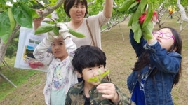 창원단감테마공원 감꽃솎기 영농체험 행사