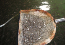 경남도 봄철 수산생물질병 예방활동 강화