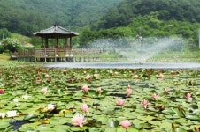 고성 상리연꽃공원 초록의 싱그러움