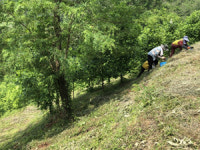 사천시 덩굴류 제거사업 추진
