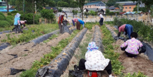 거창 주상면 지사보협 사랑의 감자 수확