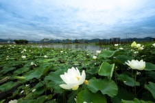 고성생태체험학습시설 만개한 연꽃 눈길