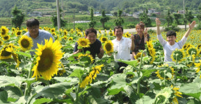 합천 쌍책면 해바라기 꽃 보러 오세요