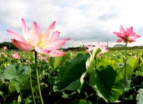 함안연꽃테마파크 연꽃향 가득