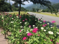 하동 화개골 땅번지에 백일홍 활짝