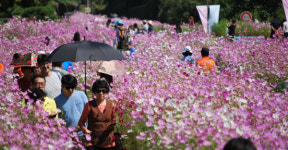 하동 북천 코스모스·메밀꽃의 향연 2주 앞으로