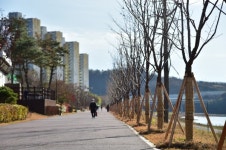 진주 혁신도시 영천강변 벚꽃길 탄생
