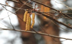 가야산국립공원 봄기운 톡톡