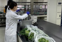 도내 유통 봄나물 안심하고 드세요