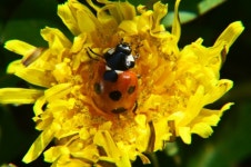 봄! 꽃 향기에 취하다