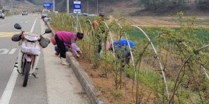 거창 남하면 월곡마을 주민 장미거리 조성