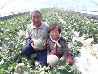 합천 쌍책면 메론 본격 출하 개시