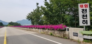 하동IC∼화개장터 다리 웨이브 페튜니아 만개