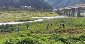 산청 시천면 딸기작목반 피서철 대청소 구슬땀