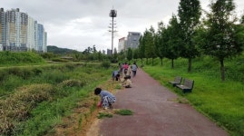 진주 정촌면 화개천 코스모스길 조성