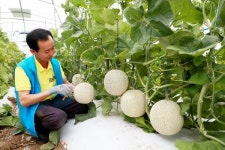 의령 멜론천국 양재명 대표, 추석 전 본격 출하